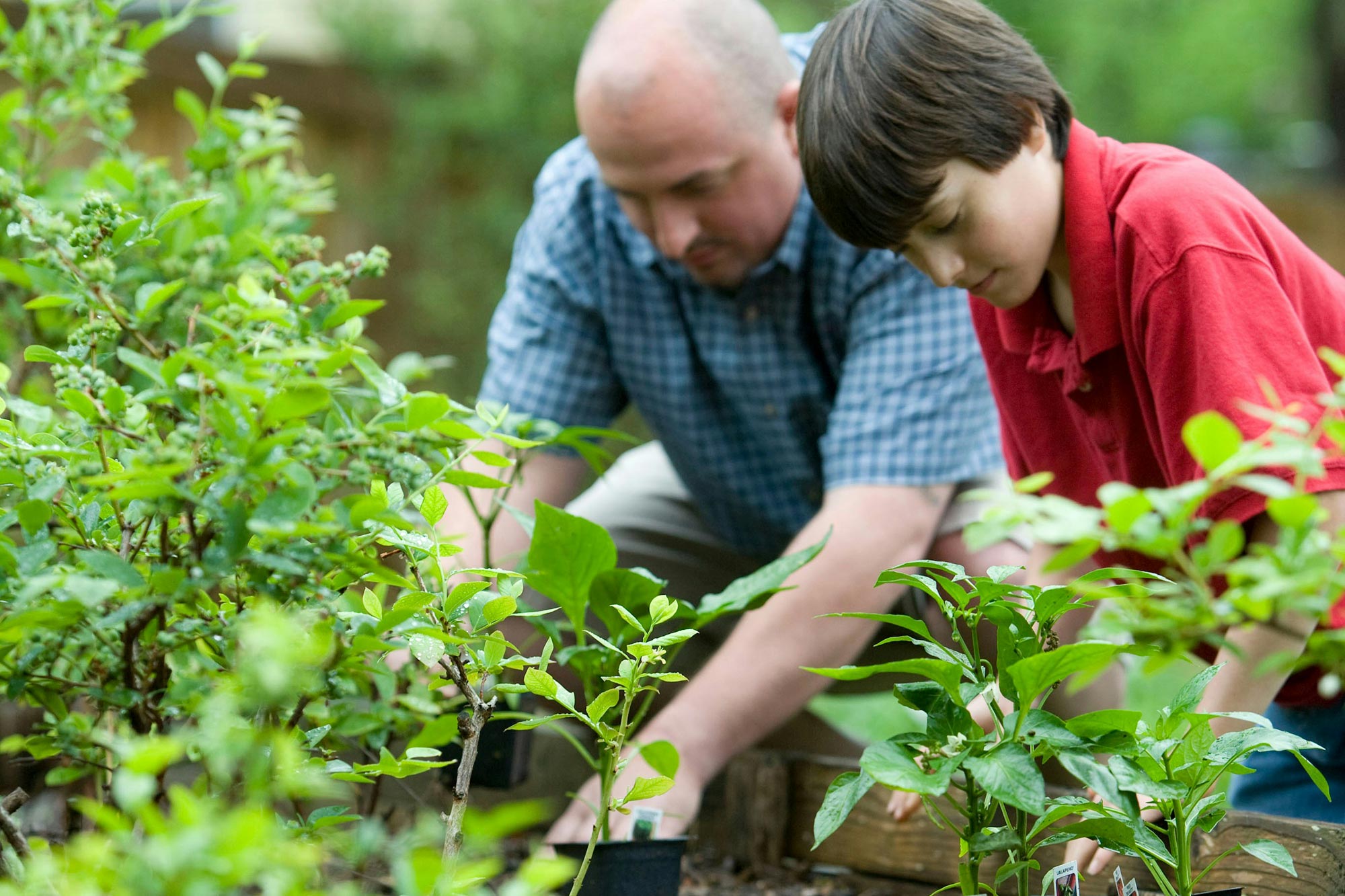 A man and boy gardening